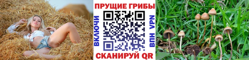 где найти   Таштагол  Псилоцибиновые грибы ЛСД 